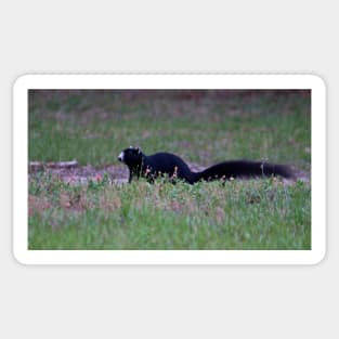 Black Fox Squirrel Sticker